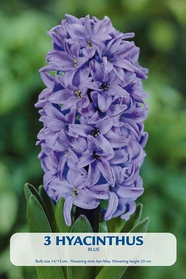 Hyacinth Delft Blue 2-pak